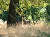 Photo: Buck in the Wild