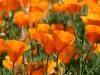 Photo: California Poppies #1