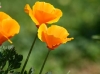 California Poppies #2