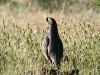 Photo: California Quail