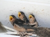 Photo: Swallow Babies