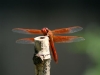 Photo: Dragonfly