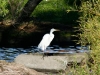 Photo: Great Egret