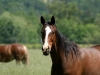 Photo: Happy Trails Horse
