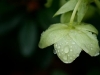 Photo: Hellebore