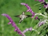 Photo: Hummingbird