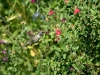 Photo: Hummingbird - Ocean Song