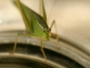 Photo: Katydid