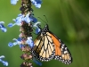 Photo: Monarch Butterfly
