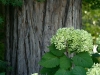 Photo: Redwood and Hydrangea