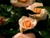 Photo: Roses