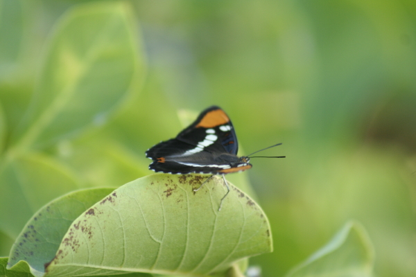 California sister in Healdsburg yard