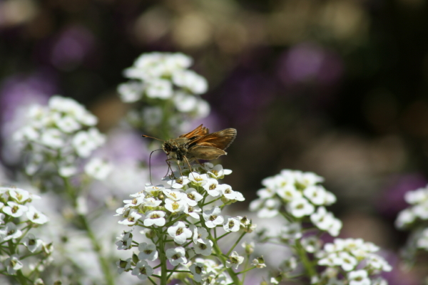 Male fiery skipper feeds on alyssum