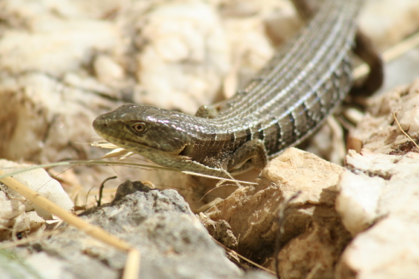 Southern California Alligator Lizard