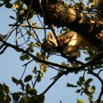 Camo-gray squirrel