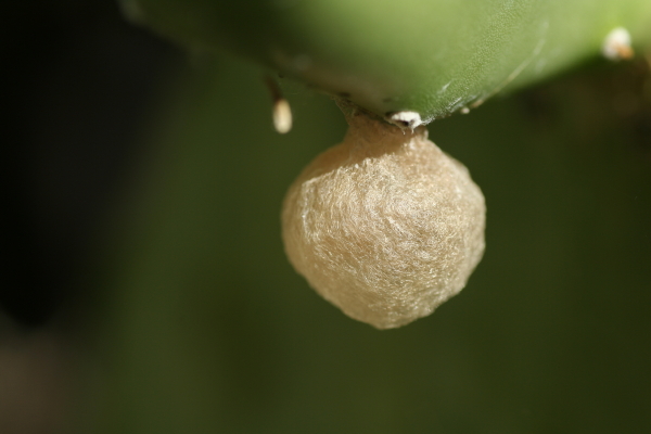 Carlotta's egg sac.  Copyright Ann Carranza, September 2009