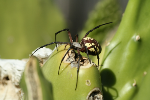 Carlotta--an orb spider sits on her nopal pad.