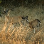 Deer