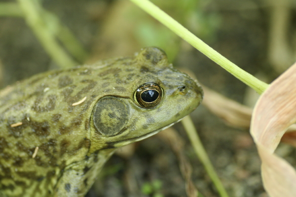 Portrait of a frog prince.  Copyright Ann Carranza, September 2009