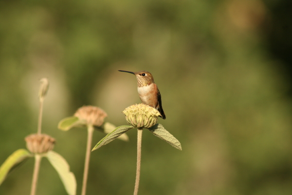 Hummingbird sits on a salvia.  Copyright Ann Carranza, September 2009.