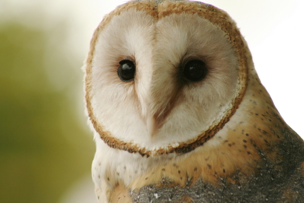 Barn owl from the Bird Rescue Center of Sonoma County Copyright Ann Carranza Sept. 2009 Barn owl from the Bird Rescue Center of Sonoma County