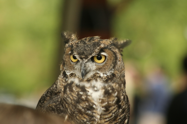 Great-horned owl, Bird Rescue Center of Sonoma County; Copyright Ann Carranza, Sept. 2009