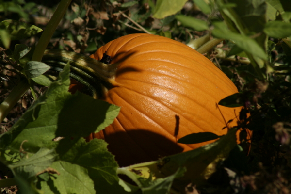 Pumpkin_09.29.09_