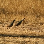 Scurrying quail