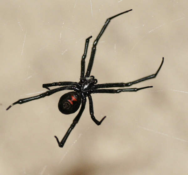 Black widow (ain't see a beaut?). Copyright Ann Carranza June 2008 Black widow (ain't see a beaut?). Copyright Ann Carranza June 2008