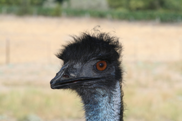 Sonoma County Emu Copyright Ann Carranza August 2007