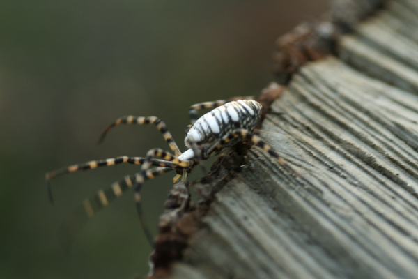 Garden spider.  Copyright Ann Carranza, October 2009