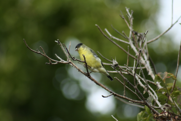 American goldfinch in Healdsburg backyard.  Copyright Ann Carranza, October 2009