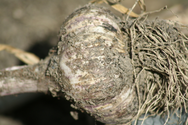 Garlic, planted at November's waning moon. Copyright Ann Carranza, June 2009