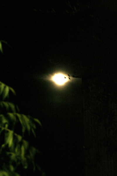 October's moon over Geyserville. Copyright Ann Carranza, October 2009. October's moon over Geyserville. Copyright Ann Carranza, October 2009.
