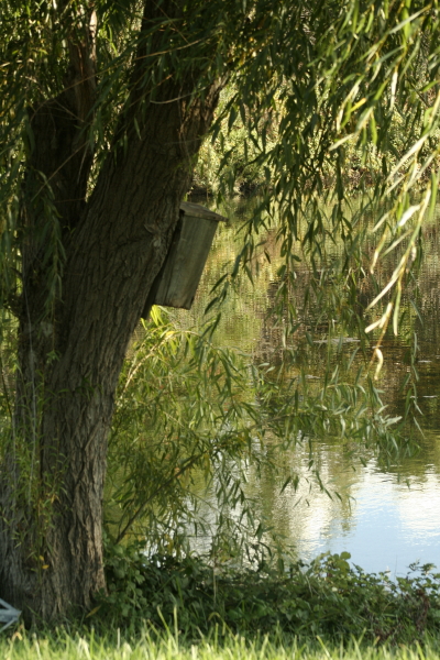 Nest box at fish hatchery near Warm Springs Dam. Copyright Ann Carranza, October 2009