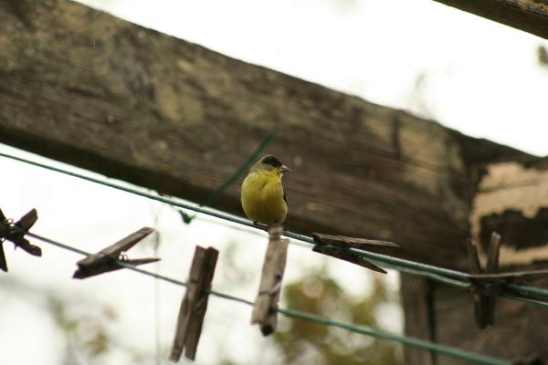 Sharing the "solar dryer" with the goldfinches.  Copyright Ann Carranza March 2009