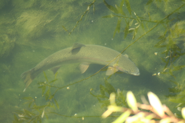 Steelhead. Copyright Ann Carranza, October 2009
