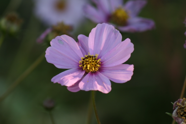 Cosmos