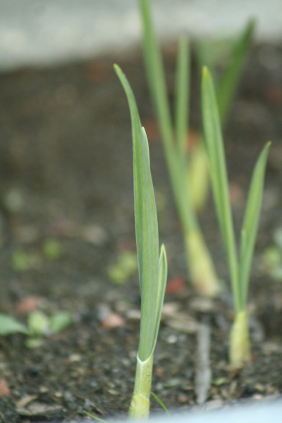 Garlic plants--it's a long time until the June harvest.  Copyright Ann Carranza, November 2009.