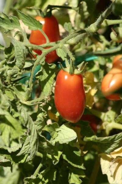 Lingering summer?  No more of these beauties until next summer.