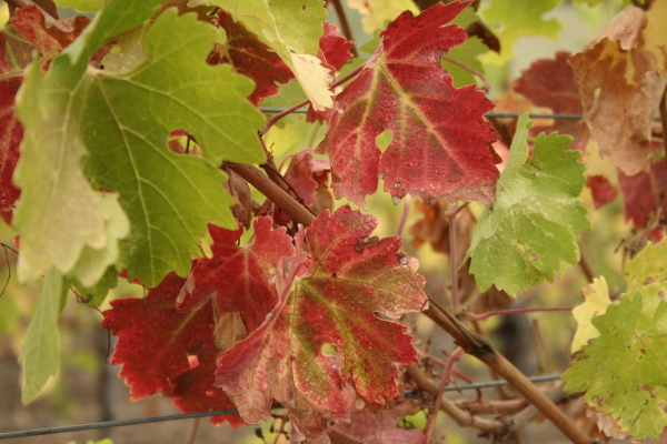 Even if you don't drink wine the colors of the vines are outstanding.  Copyright Ann Carranza, November 2009