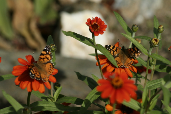 Painted Lady butterflies in Healdsburg, California garden.  Copyright Ann Carranza November 2009