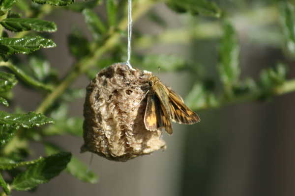 Skipper on praying mantis egg case.  Copyright Ann Carranza November 2009.
