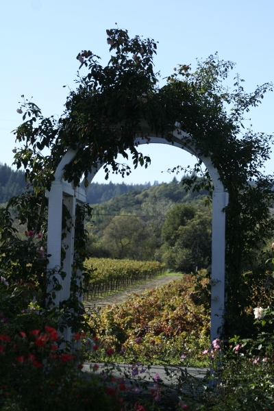Dry Creek Valley vineyard from front yard of Russian River Rose Company, Healdsburg, CA.
