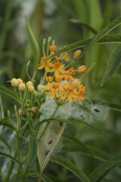 Fall milkweed, including silk and seeds.  Copyright Ann Carranza, November 2009.