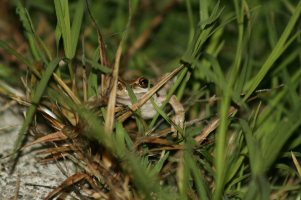 Pacific treefrog in Healdsburg front yard at night. Copyright Ann Carranza October 2009 Pacific treefrog in Healdsburg front yard at night. Copyright Ann Carranza October 2009