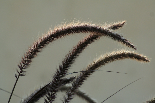 Purple fountain grass in early morning light.  Copyright Ann Carranza, November 2009.