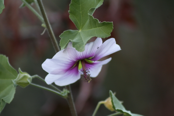 Rose mallow.  Copyright Ann Carranza, November 2009.