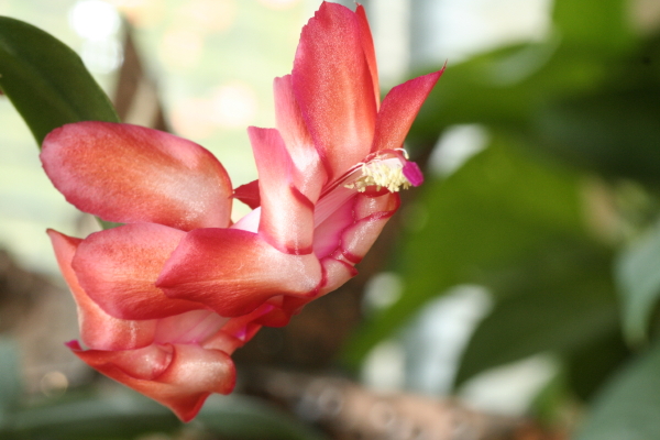 My Christmas cactus is flowering. Copyright Ann Carranza, December 2009