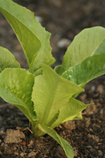 This was a head of Romain that we ate last spring.  We let one go to see, and we had the first of the "volunteer" Romaine for dinner, tonight.
